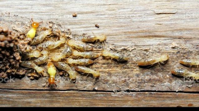 cockroach-control